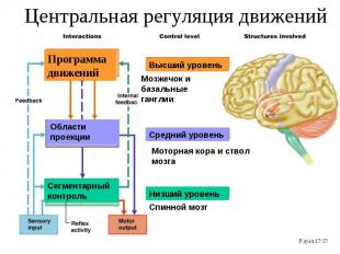 Центральная регуляция движений