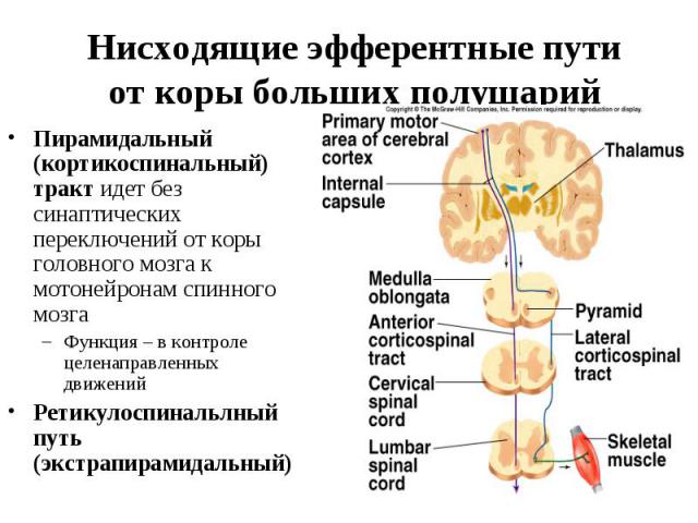 Нисходящие эфферентные пути от коры больших полушарий Пирамидальный (кортикоспинальный) тракт идет без синаптических переключений от коры головного мозга к мотонейронам спинного мозга Функция – в контроле целенаправленных движений Ретикулоспинальлны…