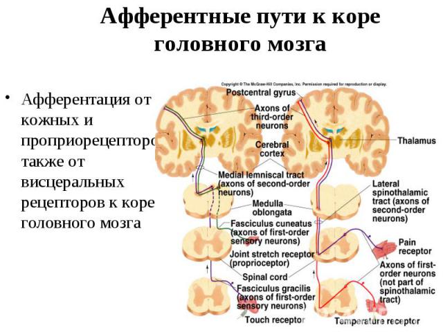 Афферентные пути к коре головного мозга Афферентация от кожных и проприорецепторов, а также от висцеральных рецепторов к коре головного мозга