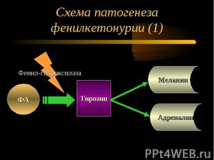 Схема патогенеза фенилкетонурии (1)
