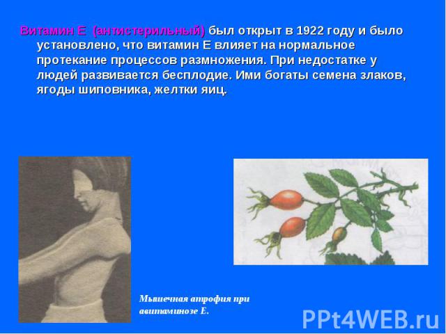Витамин Е (антистерильный) был открыт в 1922 году и было установлено, что витамин Е влияет на нормальное протекание процессов размножения. При недостатке у людей развивается бесплодие. Ими богаты семена злаков, ягоды шиповника, желтки яиц. Витамин Е…