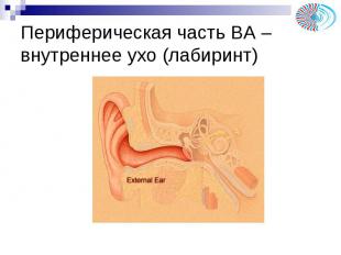 Периферическая часть ВА – внутреннее ухо (лабиринт)
