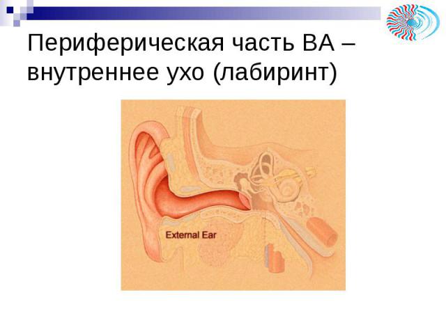 Периферическая часть ВА – внутреннее ухо (лабиринт)
