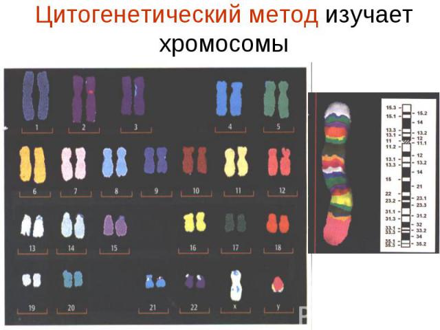 Цитогенетический метод изучает хромосомы