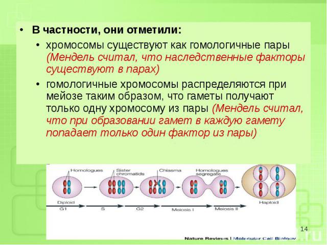 В частности, они отметили: В частности, они отметили: хромосомы существуют как гомологичные пары (Мендель считал, что наследственные факторы существуют в парах) гомологичные хромосомы распределяются при мейозе таким образом, что гаметы получают толь…