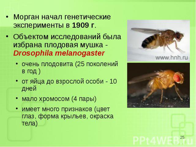 Морган начал генетические эксперименты в 1909 г. Морган начал генетические эксперименты в 1909 г. Объектом исследований была избрана плодовая мушка - Drosophila melanogaster очень плодовита (25 поколений в год ) от яйца до взрослой особи - 10 дней м…
