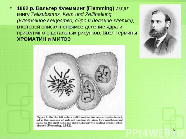 1882 р. Вальтер Флемминг (Flemming) издал книгу Zellsubstanz, Kern und Zelltheilung (Клеточное вещество, ядро и деление клетки), в которой описал непрямое деление ядра и привел много детальных рисунков. Ввел термины ХРОМАТИН и МИТОЗ 1882 р. Вальтер …