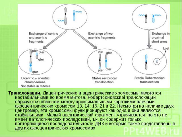 Транслокации. Дицентрические и ацентрические хромосомы являются нестабильными во время митоза. Робертсоновскиеі транслокации образуются обменом между проксимальными короткими плечами акроцентрических хромосом 13, 14, 15, 21 и 22. Несмотря на наличие…