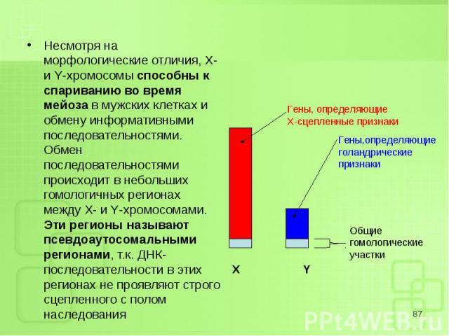 Несмотря на морфологические отличия, X- и Y-хромосомы способны к спариванию во время мейоза в мужских клетках и обмену информативными последовательностями. Обмен последовательностями происходит в небольших гомологичных регионах между X- и Y-хромосом…