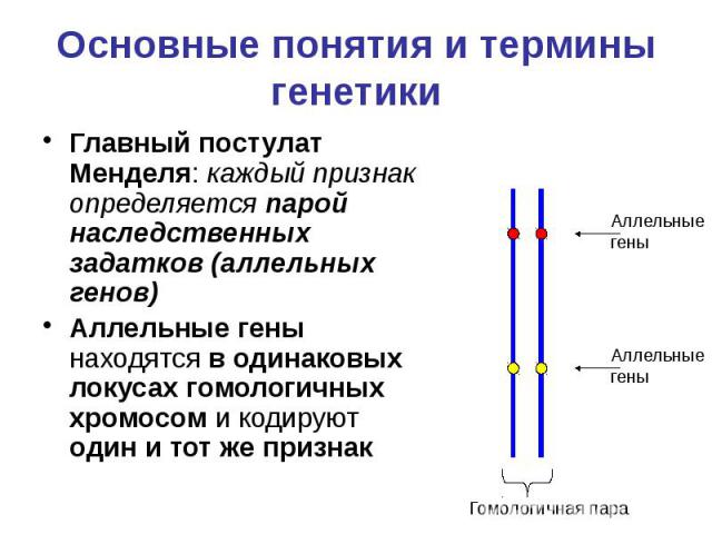 Основные понятия и термины генетики Главный постулат Менделя: каждый признак определяется парой наследственных задатков (аллельных генов) Аллельные гены находятся в одинаковых локусах гомологичных хромосом и кодируют один и тот же признак