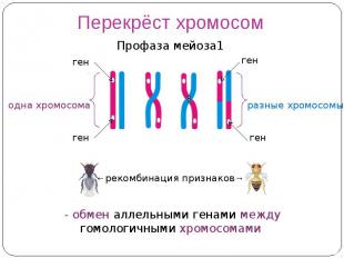 Перекрёст хромосом
