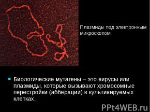 Биологические мутагены – это вирусы или плазмиды, которые вызывают хромосомные п