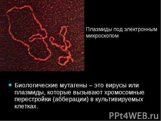 Биологические мутагены – это вирусы или плазмиды, которые вызывают хромосомные перестройки (абберации) в культивируемых клетках. Биологические мутагены – это вирусы или плазмиды, которые вызывают хромосомные перестройки (абберации) в культивируемых …