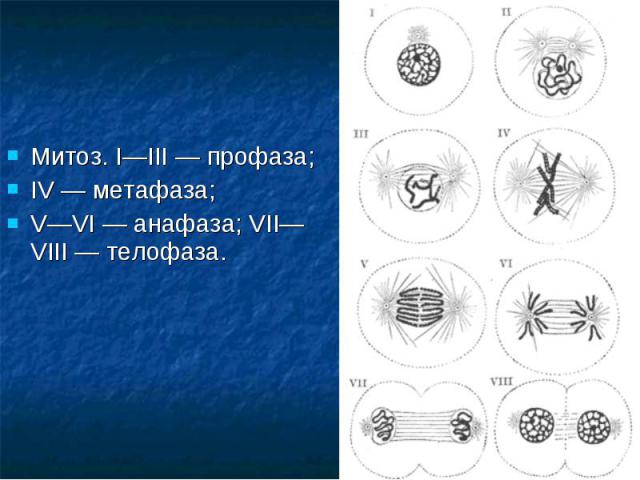 Митоз. I—III — профаза; Митоз. I—III — профаза; IV — метафаза; V—VI — анафаза; VII—VIII — телофаза.