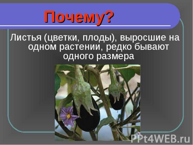 Листья (цветки, плоды), выросшие на одном растении, редко бывают одного размера Листья (цветки, плоды), выросшие на одном растении, редко бывают одного размера