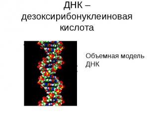 ДНК – дезоксирибонуклеиновая кислота