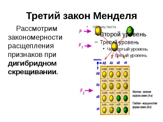 Третий закон Менделя Рассмотрим закономерности расщепления признаков при дигибридном скрещивании.