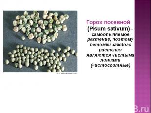 Горох посевной (Pisum sativum) – самоопыляемое растение, поэтому потомки каждого