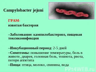 Campylobacter jejuni Campylobacter jejuni ГРАМ- извитая бактерия Заболевание: ка
