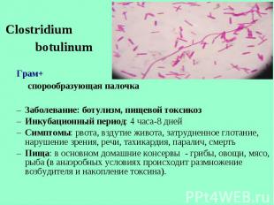 Clostridium Clostridium botulinum Грам+ спорообразующая палочка Заболевание: бот