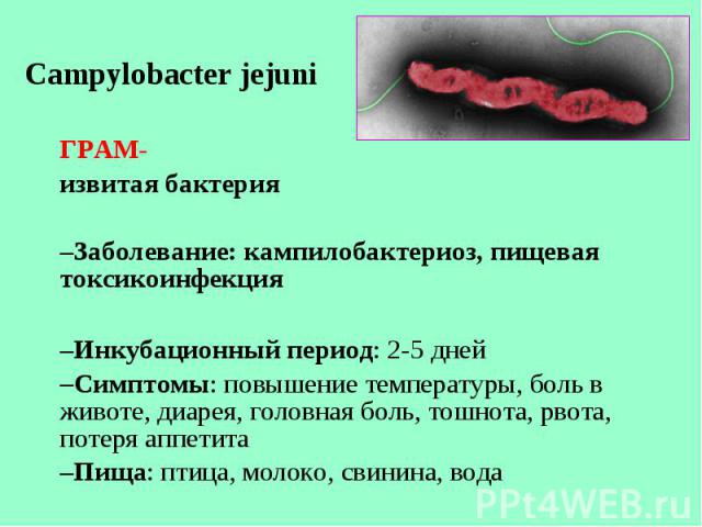 Campylobacter jejuni Campylobacter jejuni ГРАМ- извитая бактерия Заболевание: кампилобактериоз, пищевая токсикоинфекция Инкубационный период: 2-5 дней Симптомы: повышение температуры, боль в животе, диарея, головная боль, тошнота, рвота, потеря аппе…