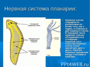 Нервные клетки планарии не разбросаны по всему телу, как у гидры, а собраны в дв