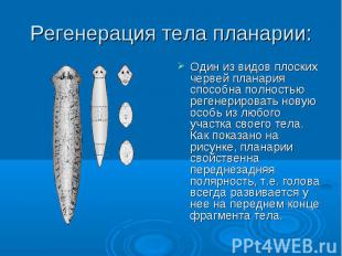Регенерация тела планарии: Один из видов плоских червей планария способна полнос