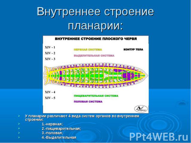 Внутреннее строение планарии: У планарии различают 4 вида систем органов во внутреннем строении: 1.-нервная; 2.-пищеварительная; 3.-половая; 4.-Выделительная
