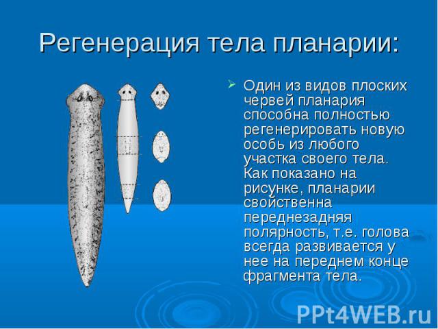 Регенерация тела планарии: Один из видов плоских червей планария способна полностью регенерировать новую особь из любого участка своего тела. Как показано на рисунке, планарии свойственна переднезадняя полярность, т.е. голова всегда развивается у не…
