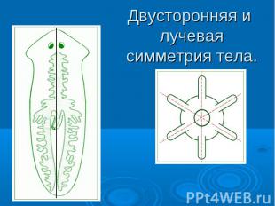 Двусторонняя и лучевая симметрия тела.