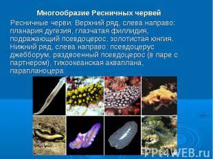Многообразие Ресничных червей Многообразие Ресничных червей Ресничные черви. Вер