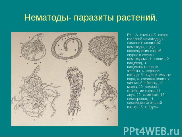 Нематоды- паразиты растений.