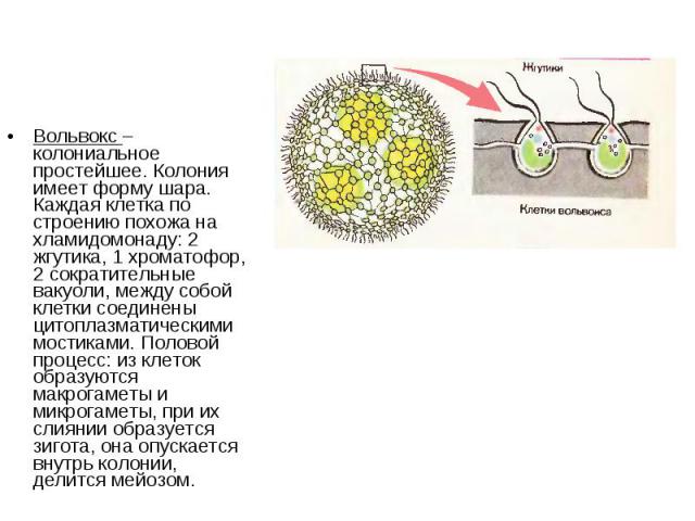 Вольвокс – колониальное простейшее. Колония имеет форму шара. Каждая клетка по строению похожа на хламидомонаду: 2 жгутика, 1 хроматофор, 2 сократительные вакуоли, между собой клетки соединены цитоплазматическими мостиками. Половой процесс: из клето…