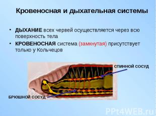 ДЫХАНИЕ всех червей осуществляется через всю поверхность тела ДЫХАНИЕ всех черве