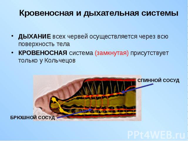 ДЫХАНИЕ всех червей осуществляется через всю поверхность тела ДЫХАНИЕ всех червей осуществляется через всю поверхность тела КРОВЕНОСНАЯ система (замкнутая) присутствует только у Кольчецов