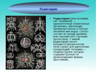 Радиолярии (или лучевики; лат.&nbsp;Radiolaria)&nbsp;— одноклеточные планктонные