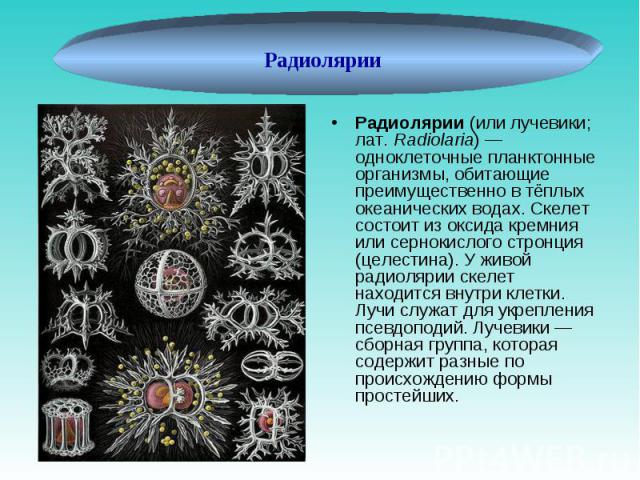 Радиолярии (или лучевики; лат. Radiolaria) — одноклеточные планктонные организмы, обитающие преимущественно в тёплых океанических водах. Скелет состоит из оксида кремния или сернокислого стронция (целестина). У живой радиолярии скелет нахо…