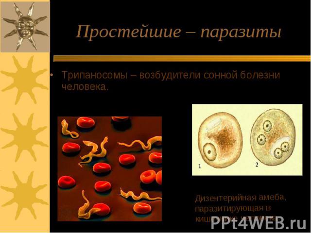 Простейшие – паразиты Трипаносомы – возбудители сонной болезни человека.