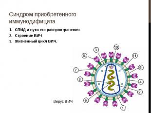 Синдром приобретенного иммунодифицита СПИД и пути его распространения Строение В