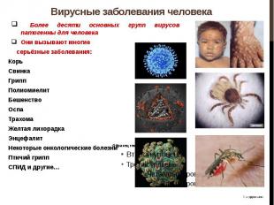 Вирусные заболевания человека Более десяти основных групп вирусов патогенны для