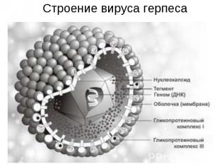 Строение вируса герпеса
