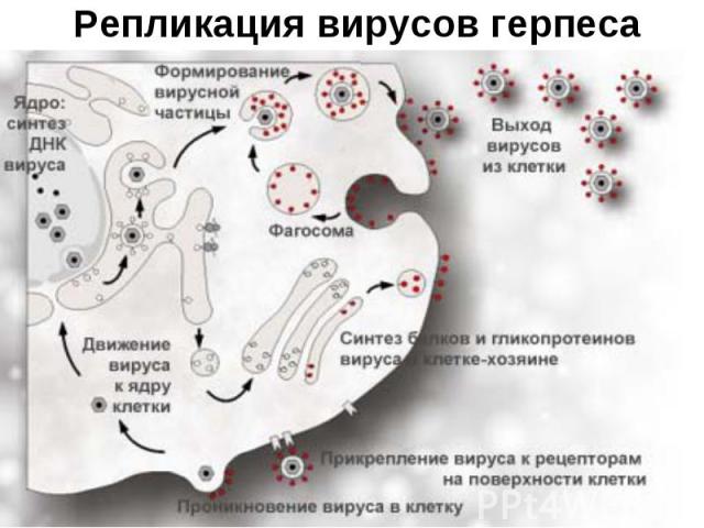 Репликация вирусов герпеса