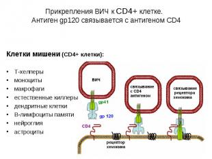 Прикрепления ВИЧ к CD4+ клетке. Антиген gp120 связывается с антигеном CD4 Клетки