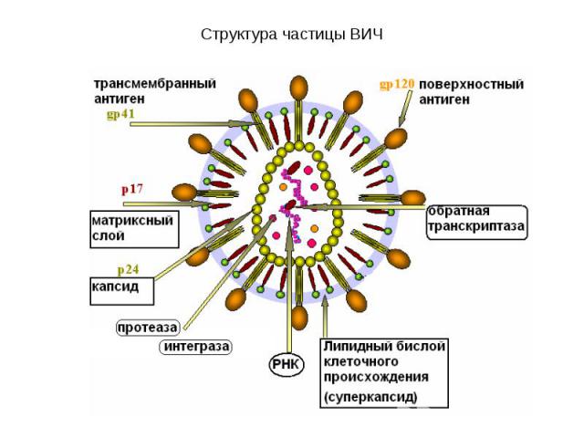 Структура частицы ВИЧ