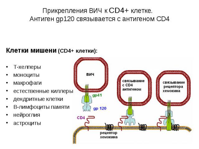 Прикрепления ВИЧ к CD4+ клетке. Антиген gp120 связывается с антигеном CD4 Клетки мишени (СD4+ клетки): Т-хелперы моноциты макрофаги естественные киллеры дендритные клетки В-лимфоциты памяти нейроглия астроциты