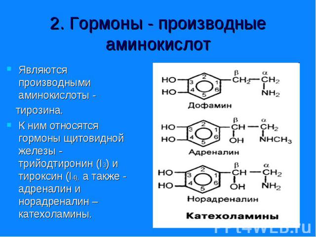 Являются производными аминокислоты - Являются производными аминокислоты - тирозина. К ним относятся гормоны щитовидной железы - трийодтиронин (I3) и тироксин (I4), а также - адреналин и норадреналин – катехоламины.