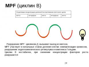MPF (циклин В)