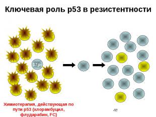 Ключевая роль p53 в резистентности