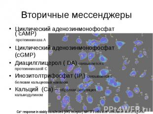 Вторичные мессенджеры Циклический аденозинмонофосфат ( cAMP) протеинкиназа А Цик