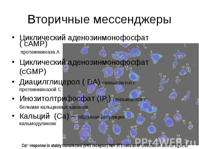 Вторичные мессенджеры Циклический аденозинмонофосфат ( cAMP) протеинкиназа А Циклический аденозинмонофосфат (cGMP) Диацилглицерол ( DA) связывается с протеинкиназой С Инозитолтрифосфат (IP3) связывается с белками кальциевых каналов Кальций (Ca) – об…